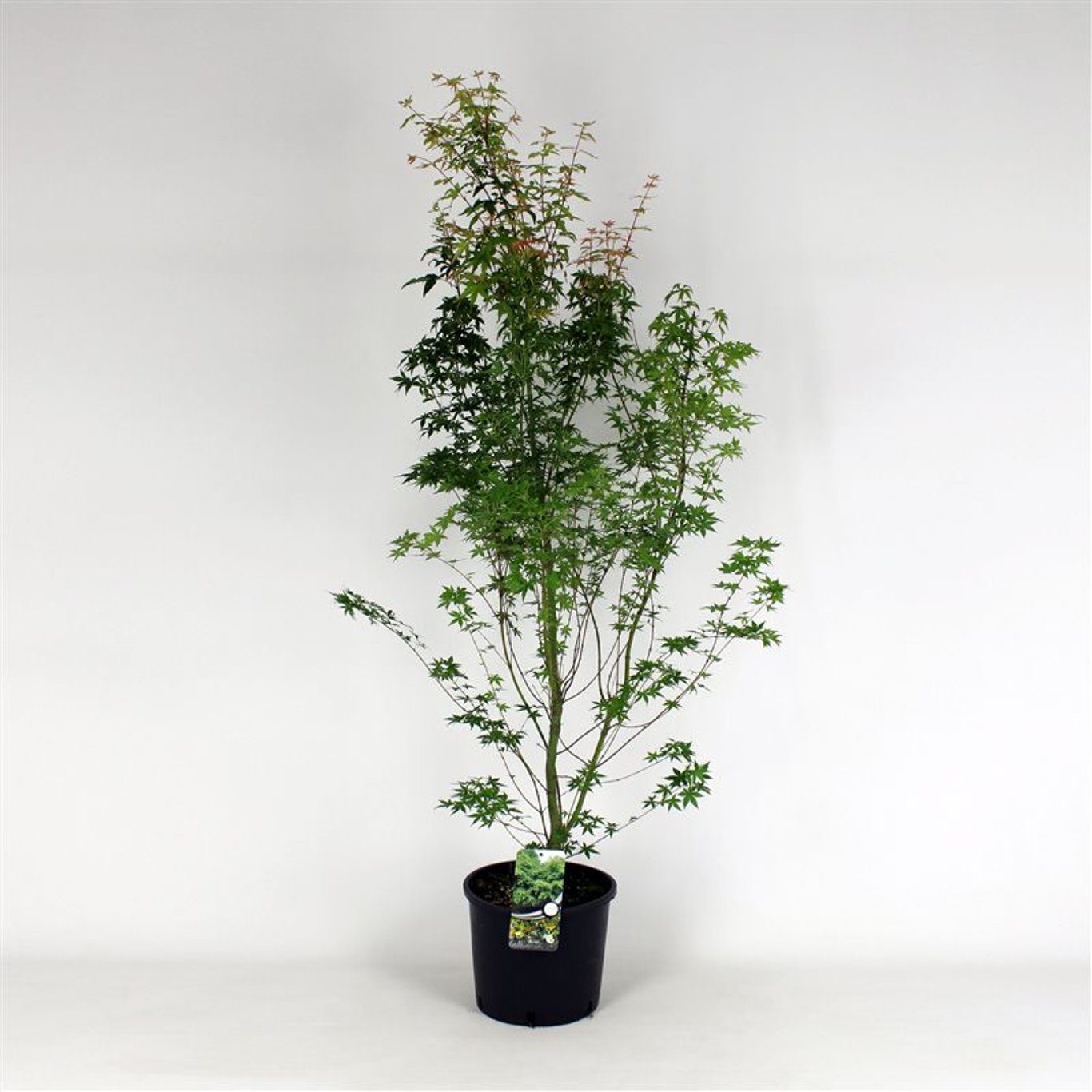 Japansk lönn – Acer palmatum - C12 80-100 CM